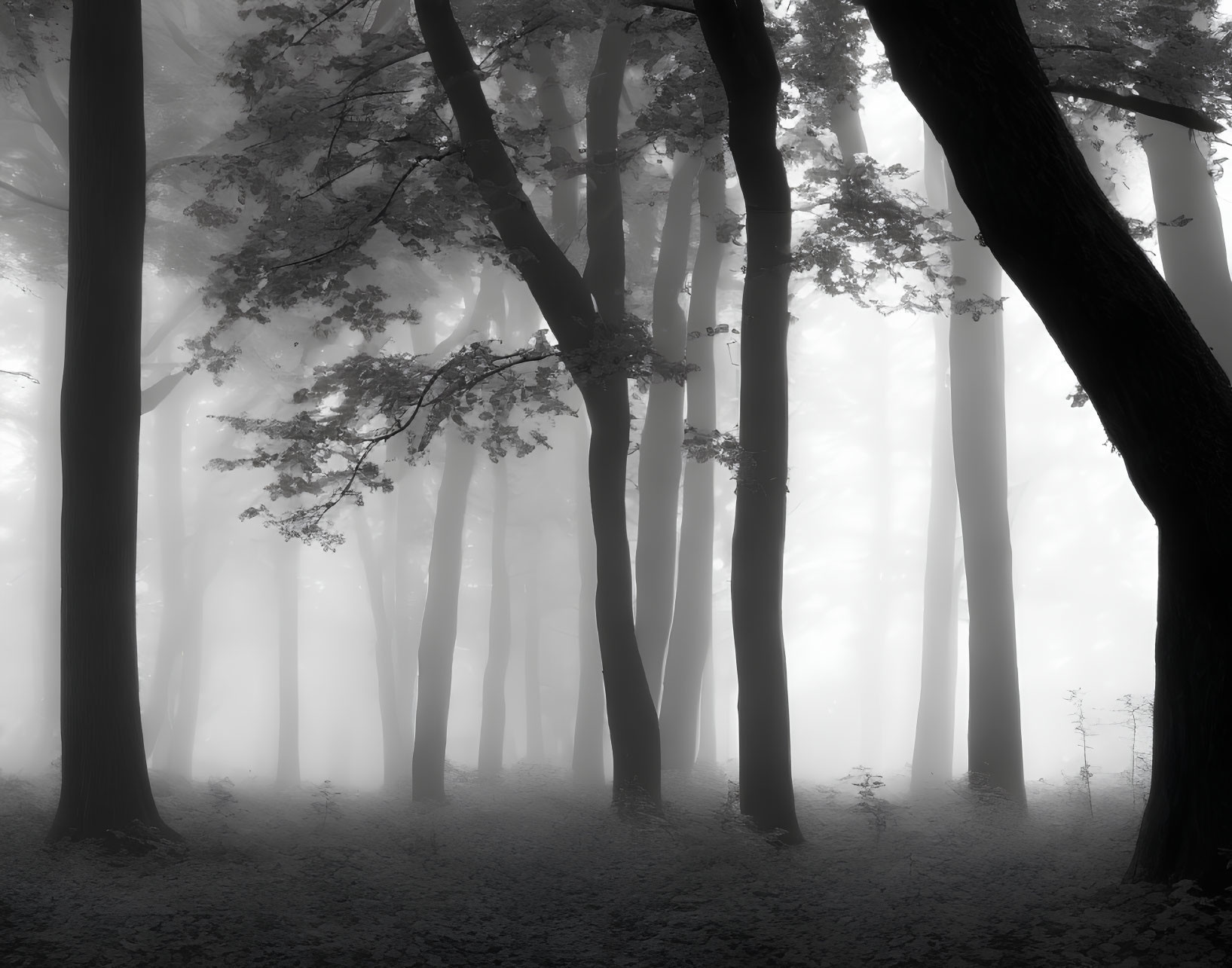 Monochromatic misty forest with silhouetted trees and soft light