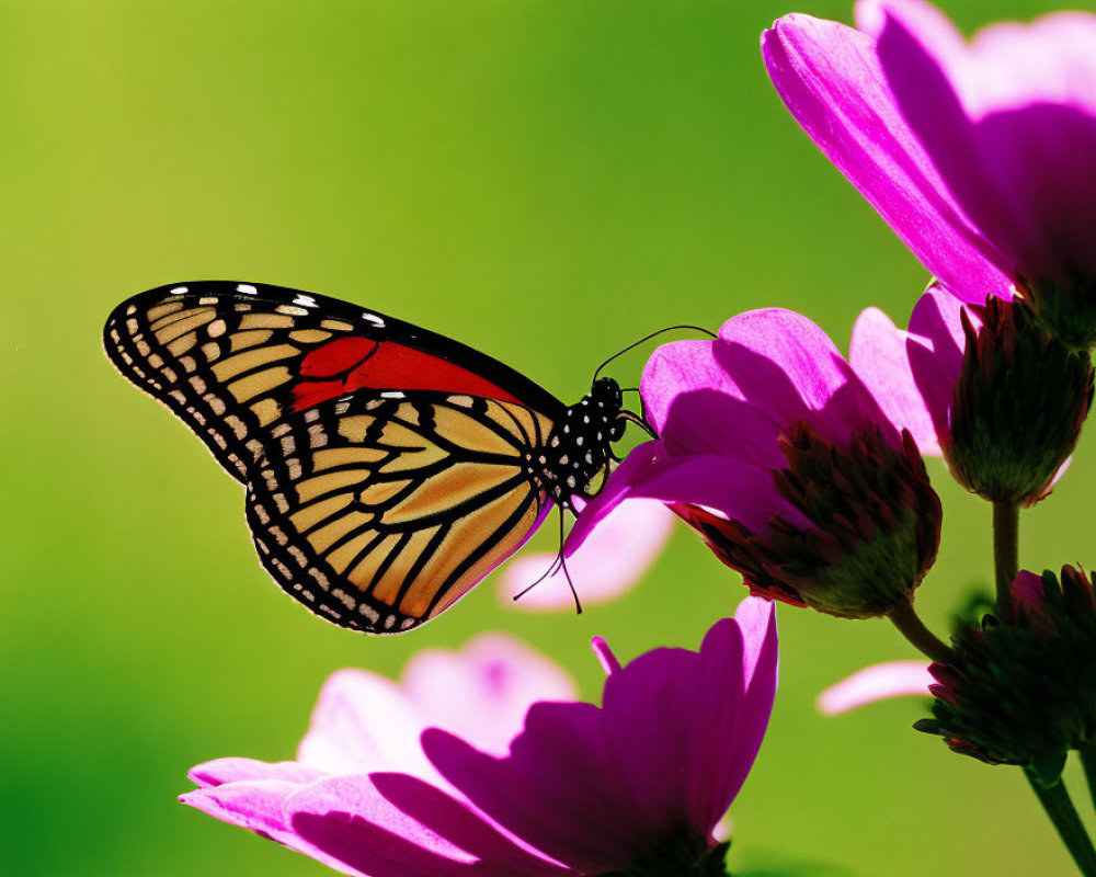 Monarch butterfly on purple flower with green background