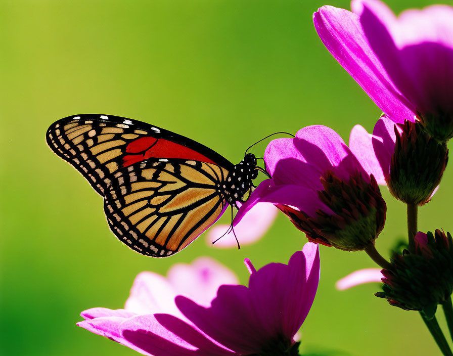 Monarch butterfly on purple flower with green background