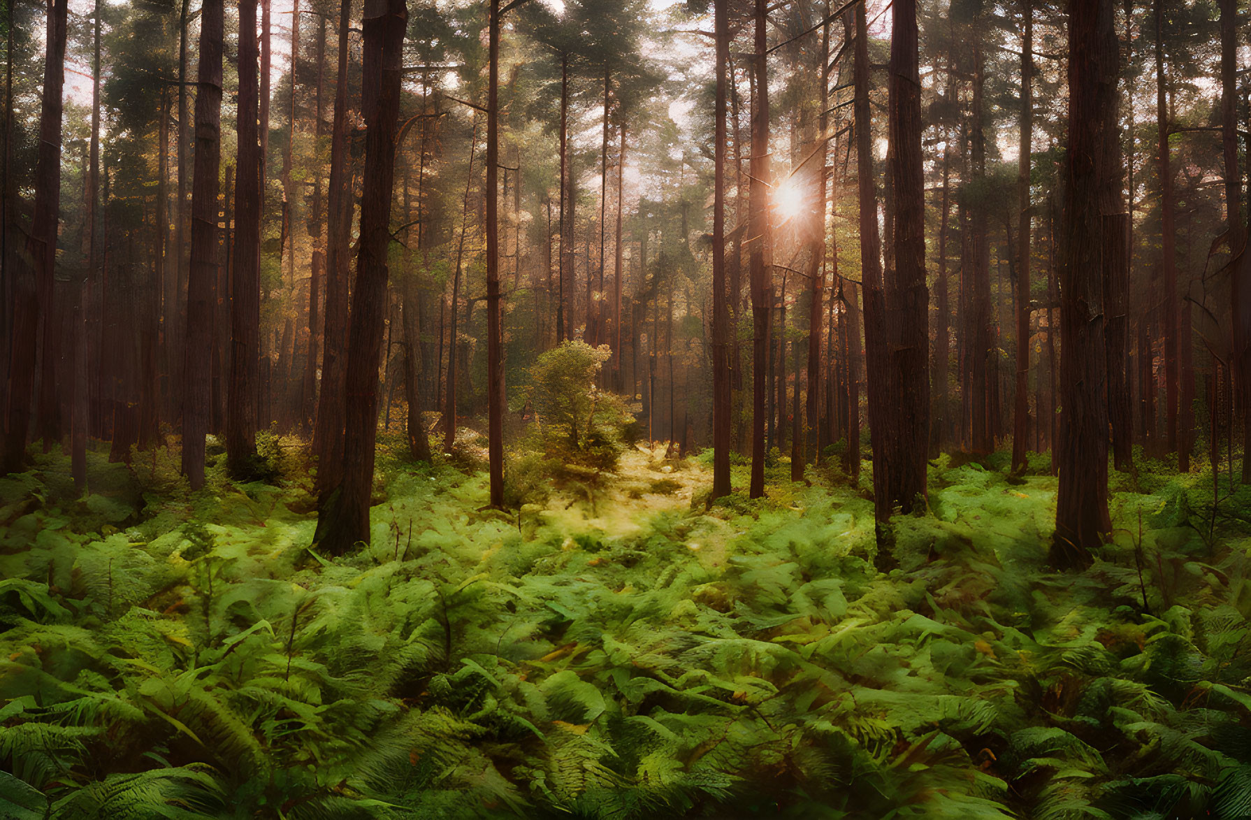 Tranquil Forest Scene with Tall Trees and Lush Ferns