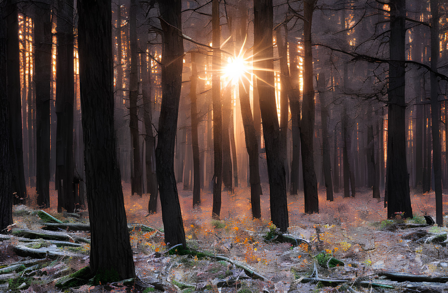 Serene forest scene with sunbeams and frost-covered foliage at dawn