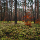 Tranquil forest stream with moss-covered stones and pine trees