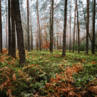 Sunlit forest scene with two houses by brook