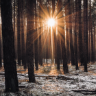 Serene forest scene with sunbeams and frost-covered foliage at dawn