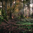 Tranquil forest scene with sunlight, purple flowers, and lush foliage