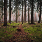 Mystical forest with tall trees, sunlight, fog, and moss-covered ground