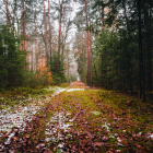 Misty autumn forest path with tall trees and fallen leaves