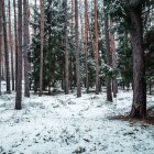 Snow-dusted trees by rapid river in misty forest