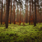 Tranquil Forest Scene with Tall Trees and Lush Ferns