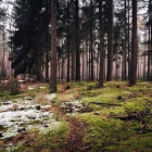 Tranquil forest path at sunset with tall pines