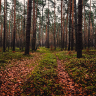 Tranquil Forest Scene with Cottage, Greenery, Autumn Leaves, and Sunlight