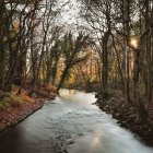 Tranquil forest river with twisted trees and autumn leaves