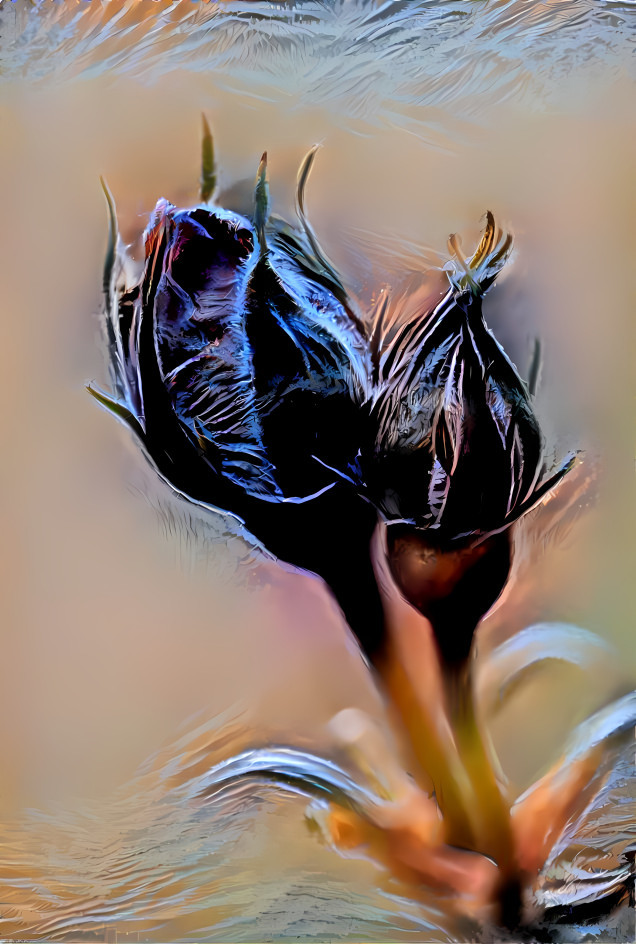 black Rose