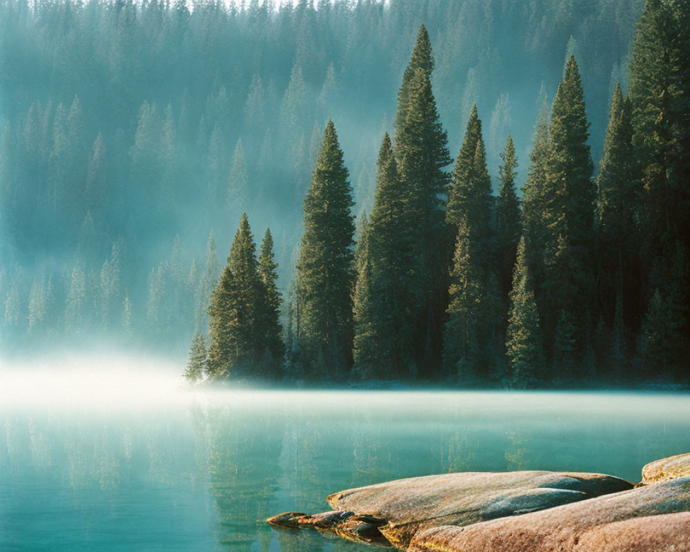 Tranquil forest scene: Misty lake, sunlit pine trees