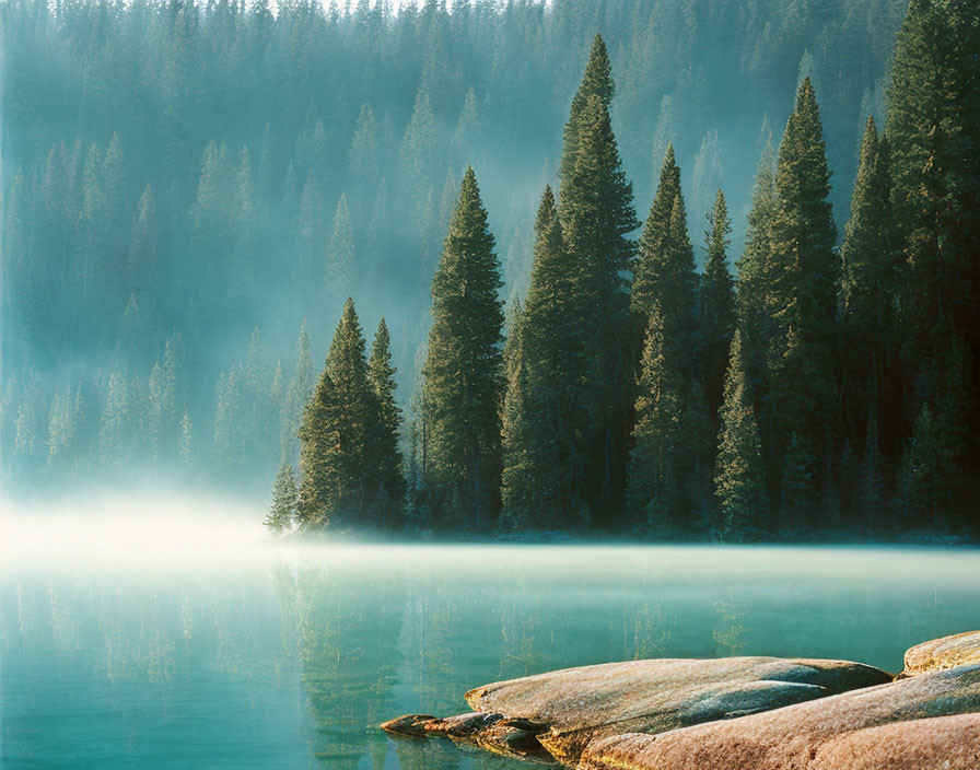 Tranquil forest scene: Misty lake, sunlit pine trees
