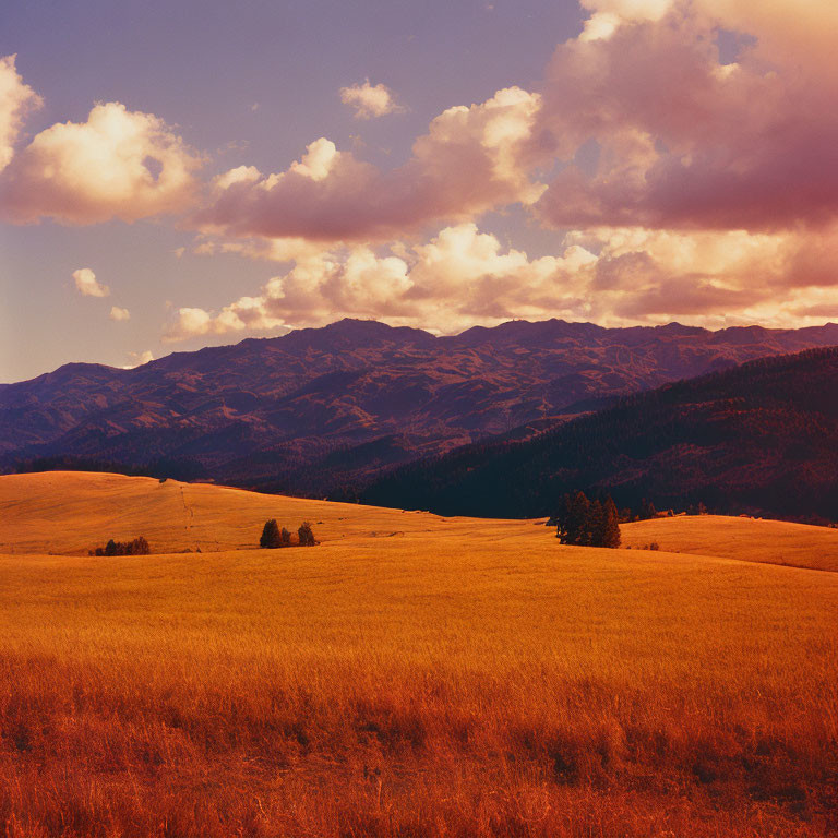 Scenic landscape: golden field, rolling hills, mountain range, dramatic cloudy sky