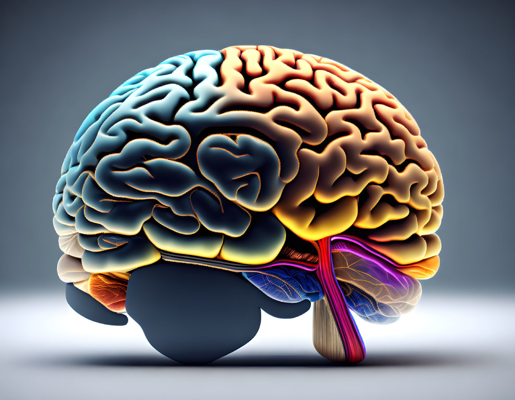 Detailed Colorful Human Brain Illustration on Neutral Background