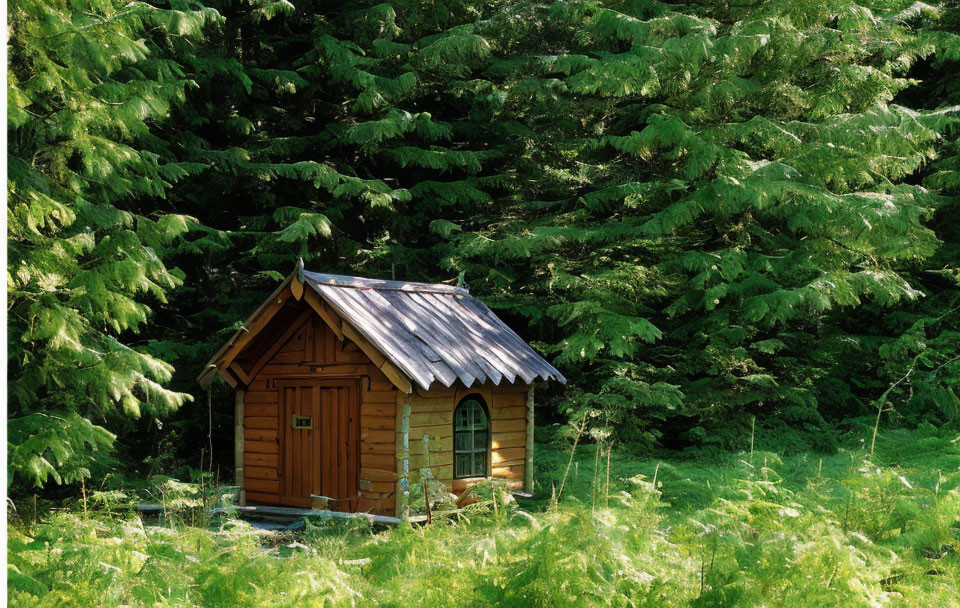 Rustic wooden cabin in dense forest with metal roof