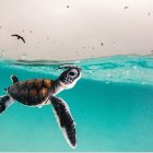 Sea Turtles Swimming Underwater with Cloudy Sky and Airplane Above