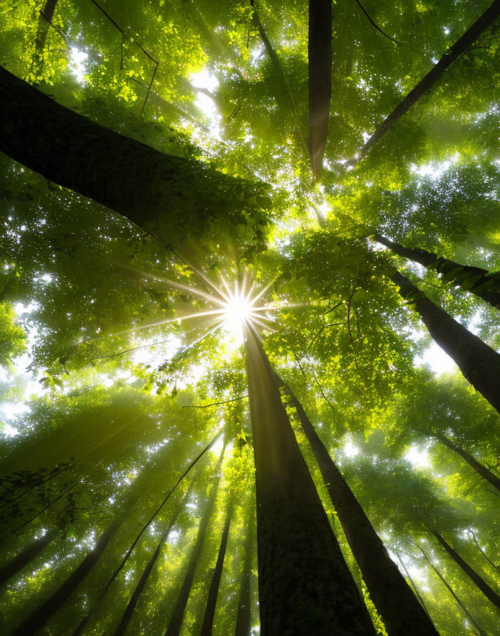 Sunburst through lush green forest canopy with towering trees and light rays.