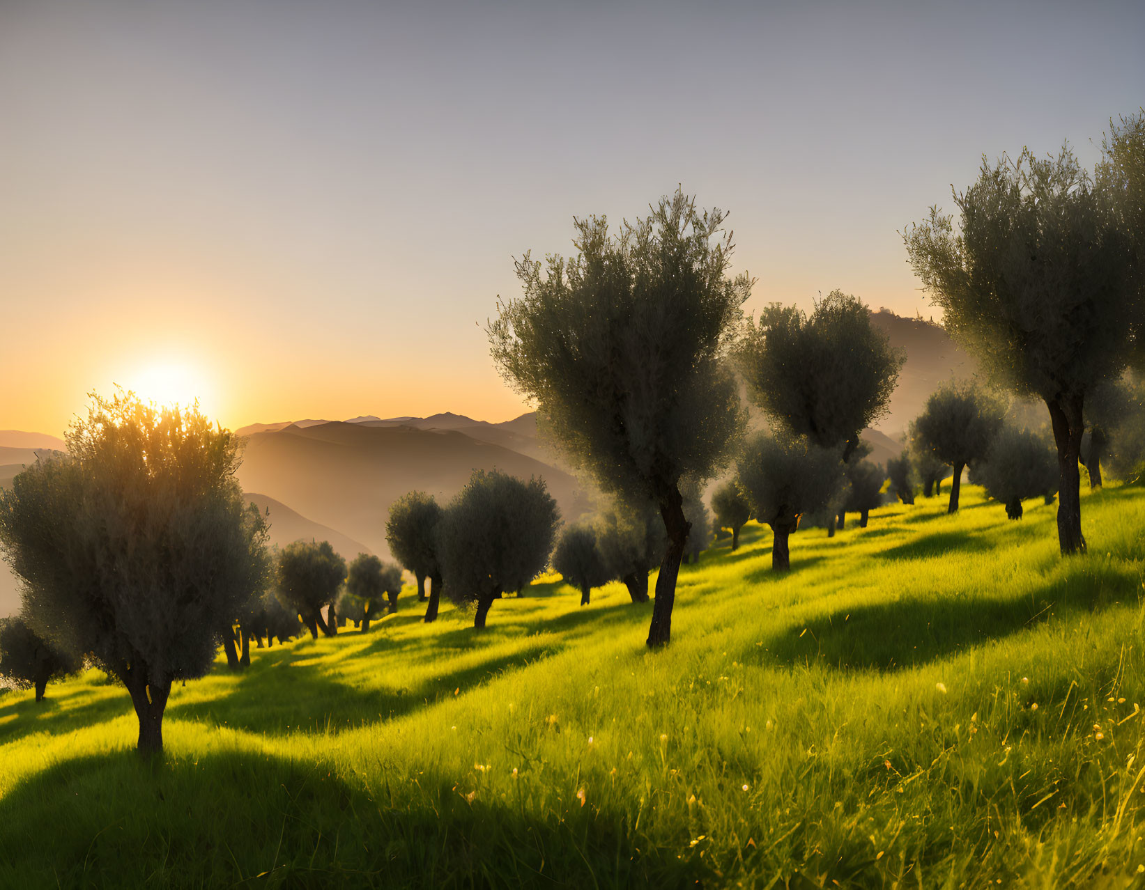 Serene sunrise over olive grove with sunbeams and shadows