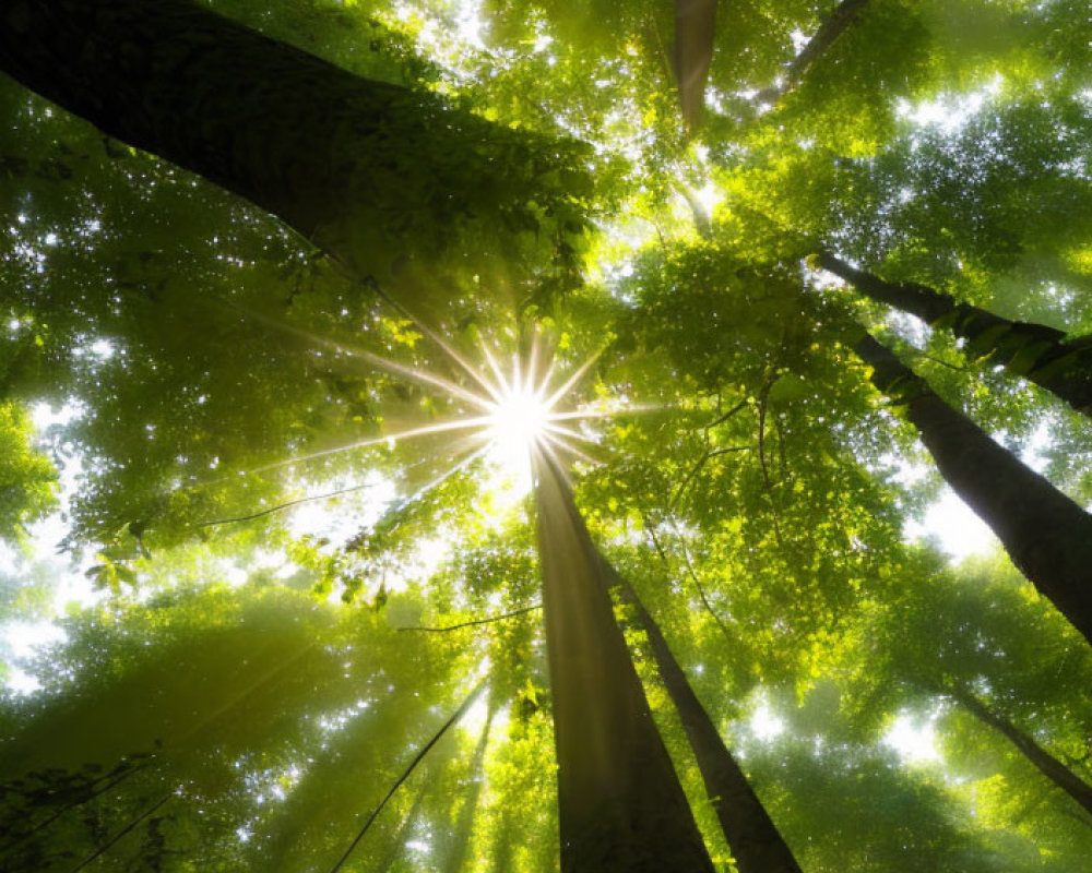 Sunburst through lush green forest canopy with towering trees and light rays.