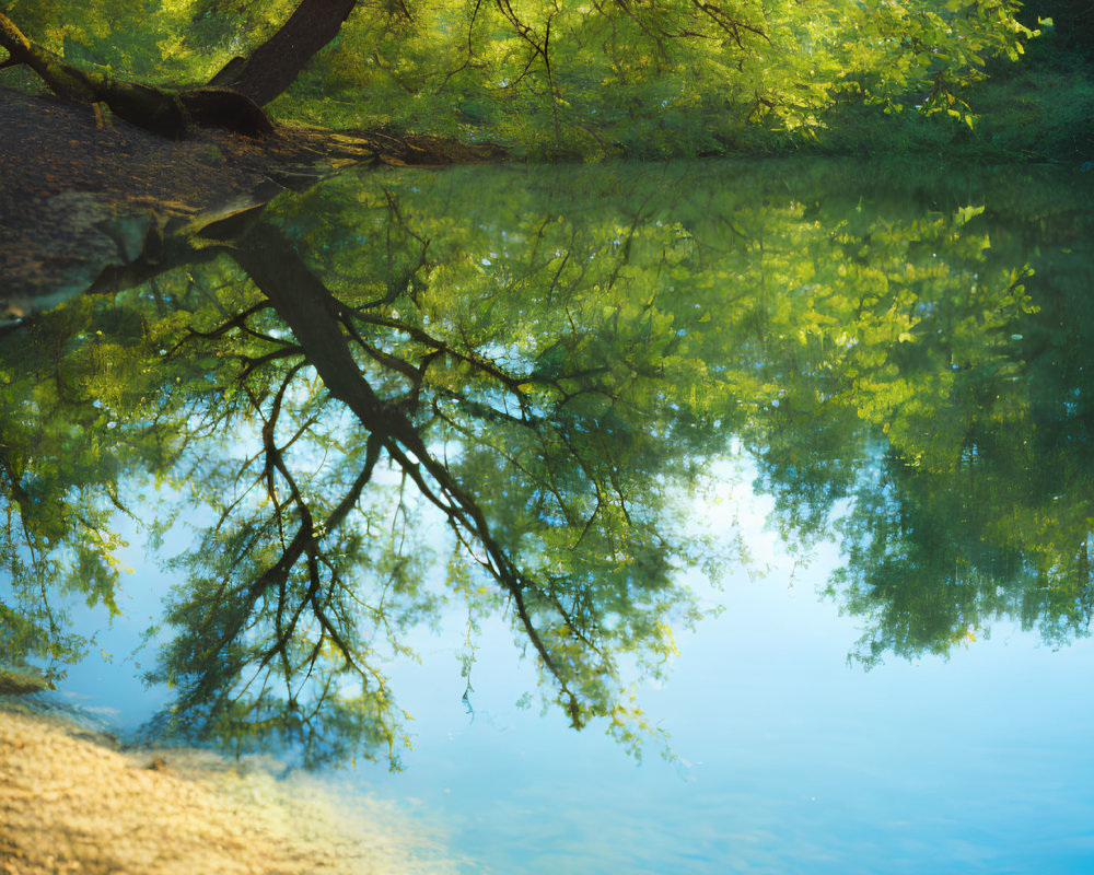 Serene lakeside landscape with green trees, water reflections, and sunlight.