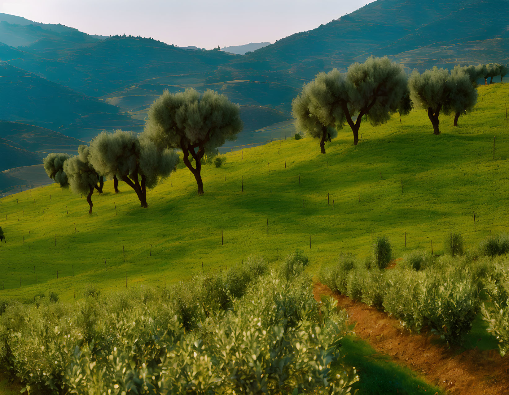 Lush green grass, olive trees, and dirt path under warm light