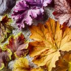 Colorful Autumn Leaves with Detailed Textures and Intricate Patterns