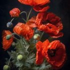 Vibrant red poppies bouquet on dark moody background