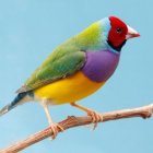 Colorful mechanical bird with plunger & gears perched on branch against blue background