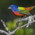 Colorful surreal bird on branch with abstract bubbles in dark background