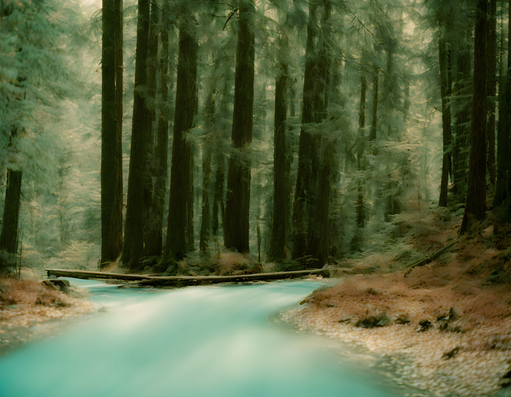 Enchanting misty forest with moss-covered trees and turquoise stream