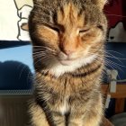 Majestic cat with green eyes and fluffy brown coat outdoors