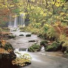 Tranquil forest scene with cascading waterfalls, greenery, flowers, houses, and mist