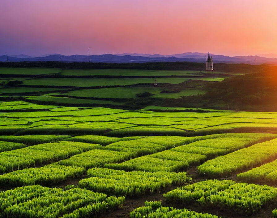 Vibrant sunset over lush green agricultural landscape