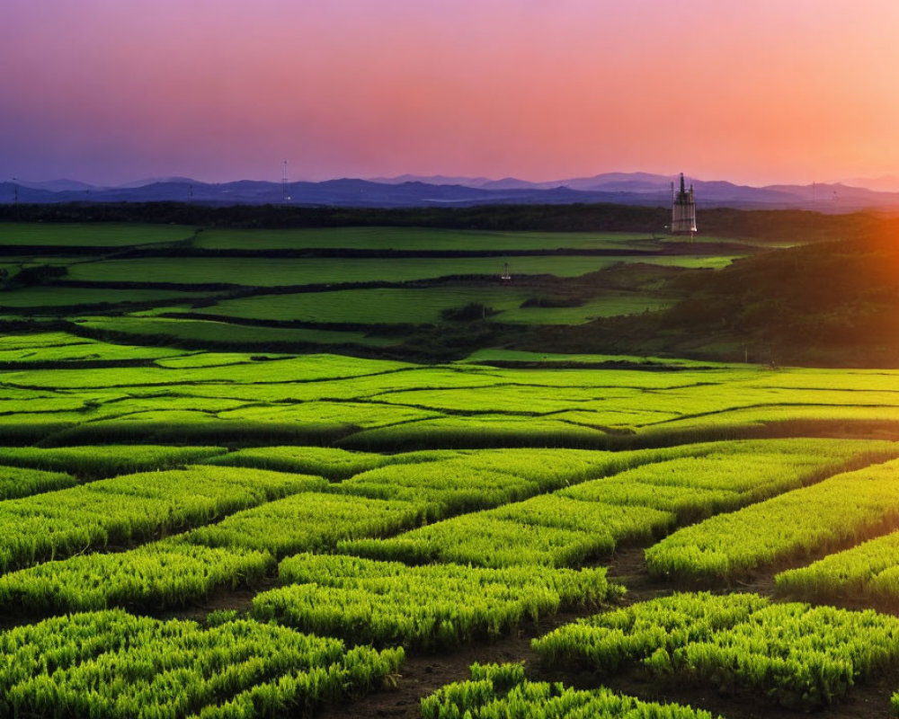 Vibrant sunset over lush green agricultural landscape