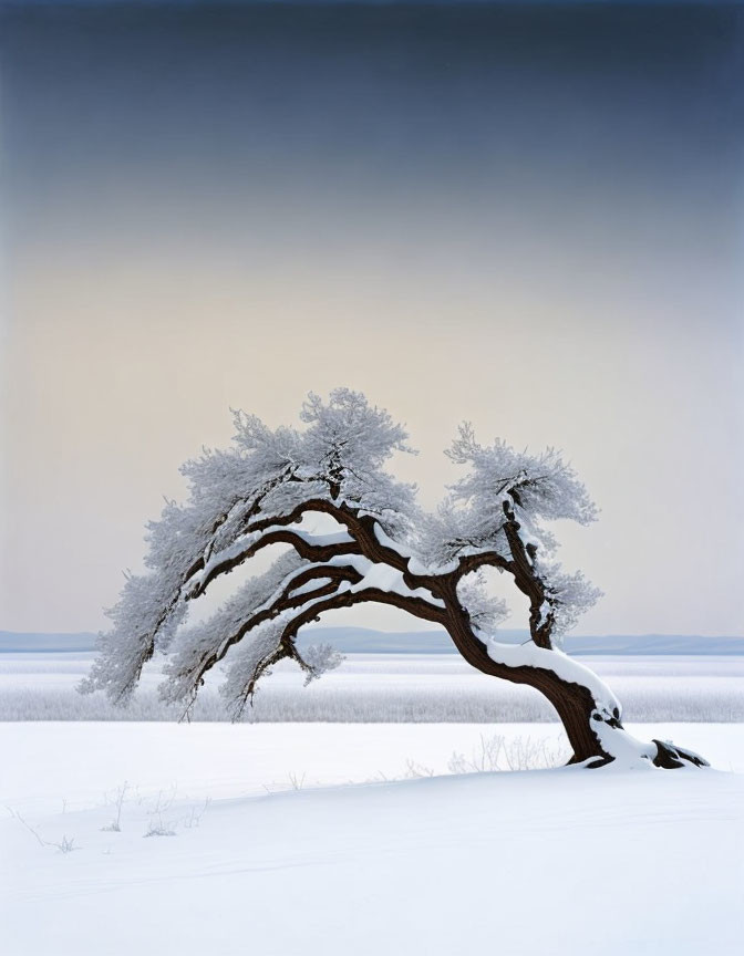 Snow-covered tree with curved trunk in white winter landscape