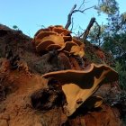 Surreal landscape with oversized mushroom-shaped trees and colorful flora under twilight sky