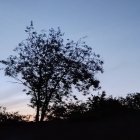 Silhouette of intricate tree branches against twilight sky with vein-like patterns, overlooking modern building in forest.