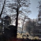 Tranquil forest landscape with sun rays and reflections