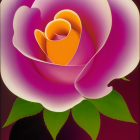 Colorful close-up: Yellow to pink rose gradient on dark backdrop