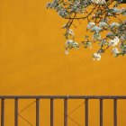 Branch with white flowers on warm orange background with gold balustrade