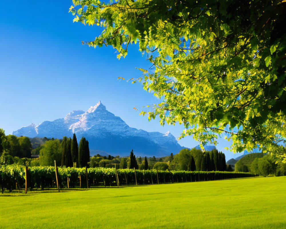 Scenic vineyard in lush green field under clear blue sky