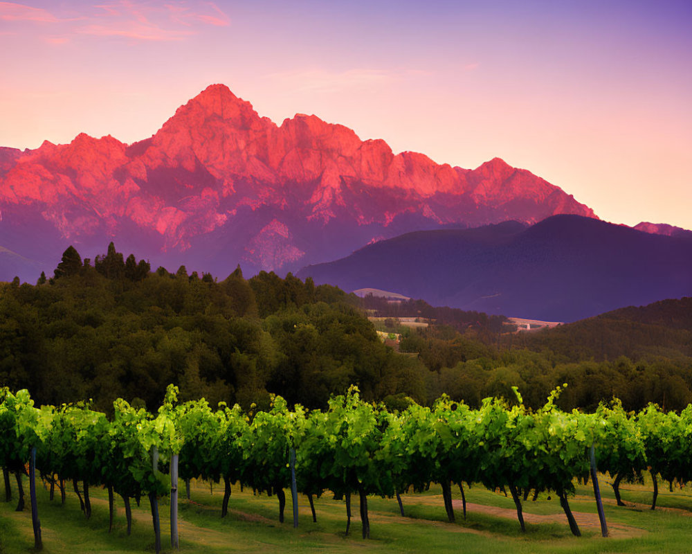 Vineyard rows under pink sunset sky with majestic mountain