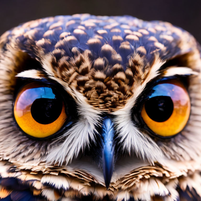 Close-Up of Owl's Face with Yellow-Orange Eyes and Feather Patterns