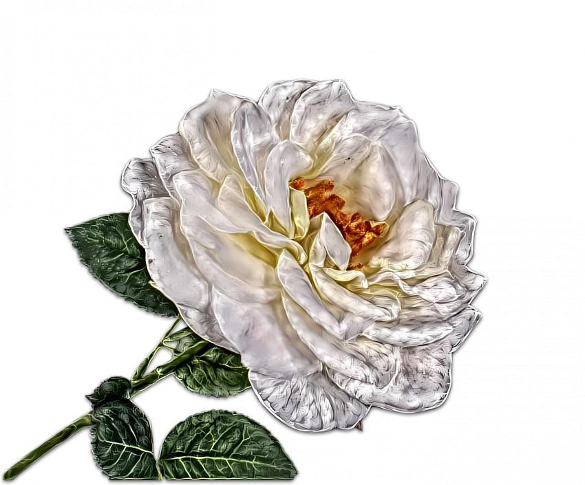 white rose