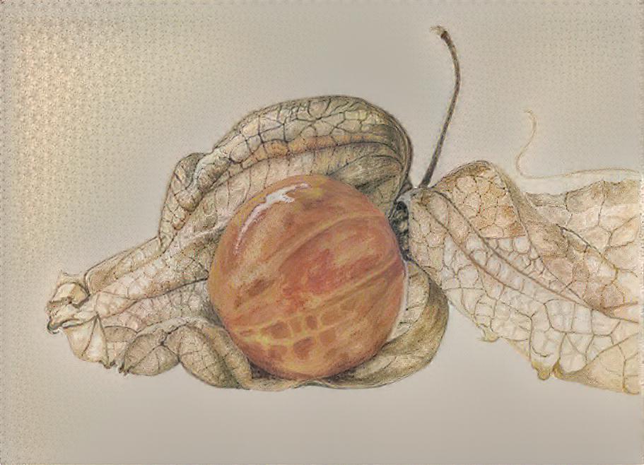 Physalis 