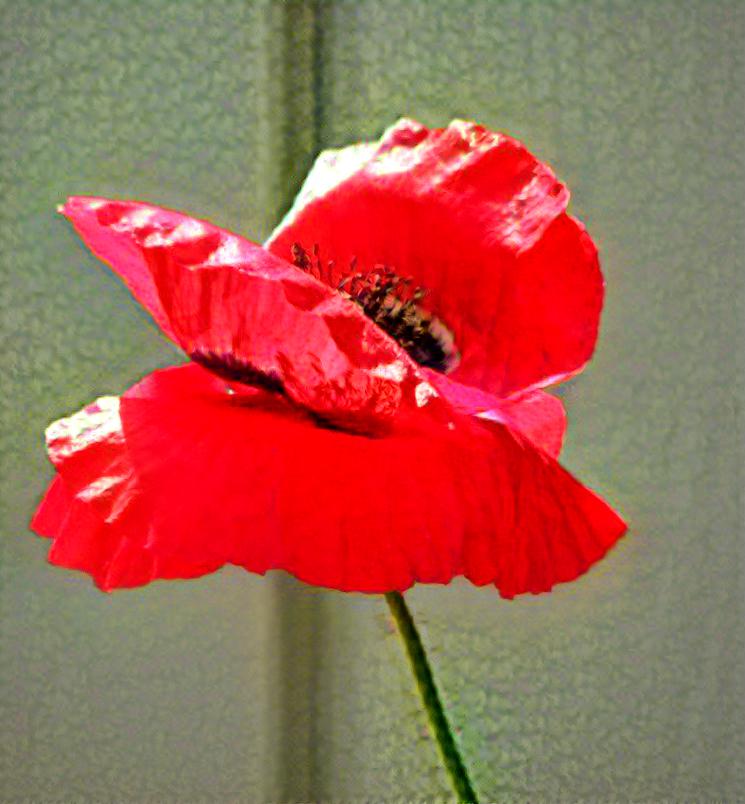 Poppy