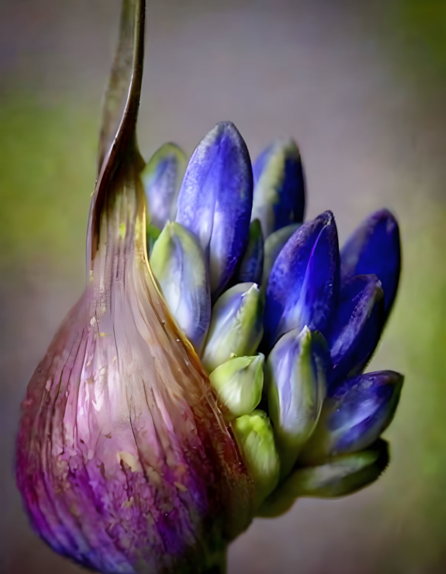 Close-up of budding purple and green flower with blurred background